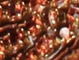 Amber