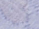 Chambray
