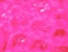 Neon Pink