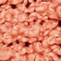Carnation Pink