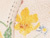 Ivory Floral