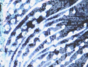 Feather