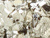 Pyrite Grey