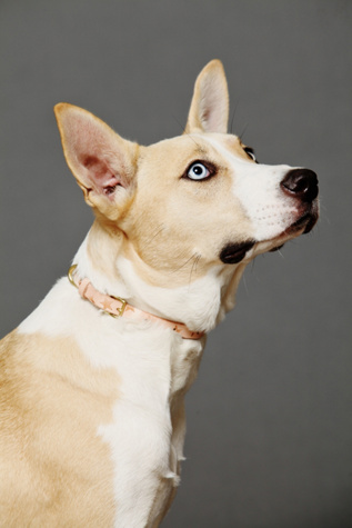 Burnout Star Leather Collar in whats-new