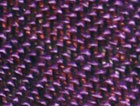 Purple / Multi
